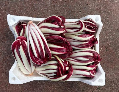 Foto Radicchio Tardivo Lavorazione In Polistirolo Origine Italia Marchio Scattolin  3